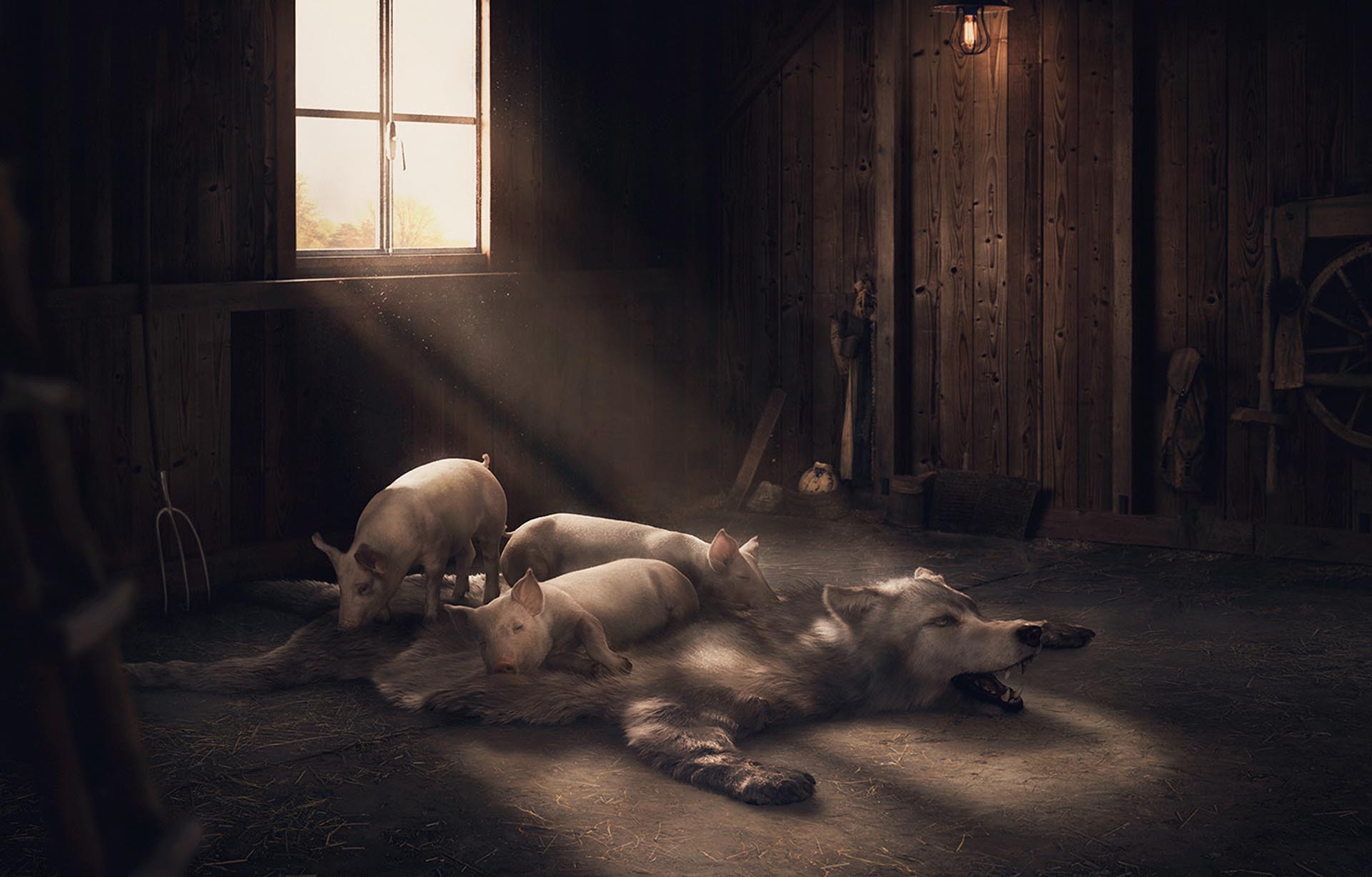 Cargill – Wolf