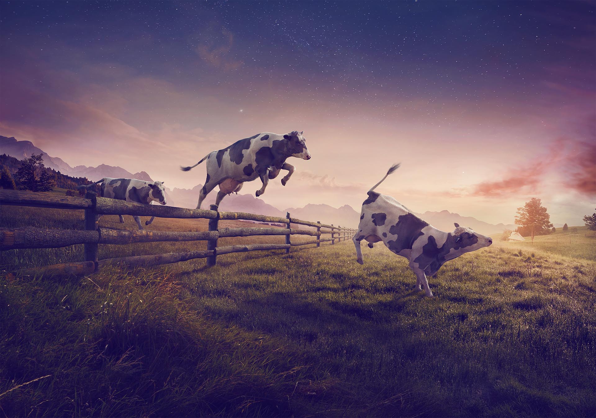 B612Studio_cow_01