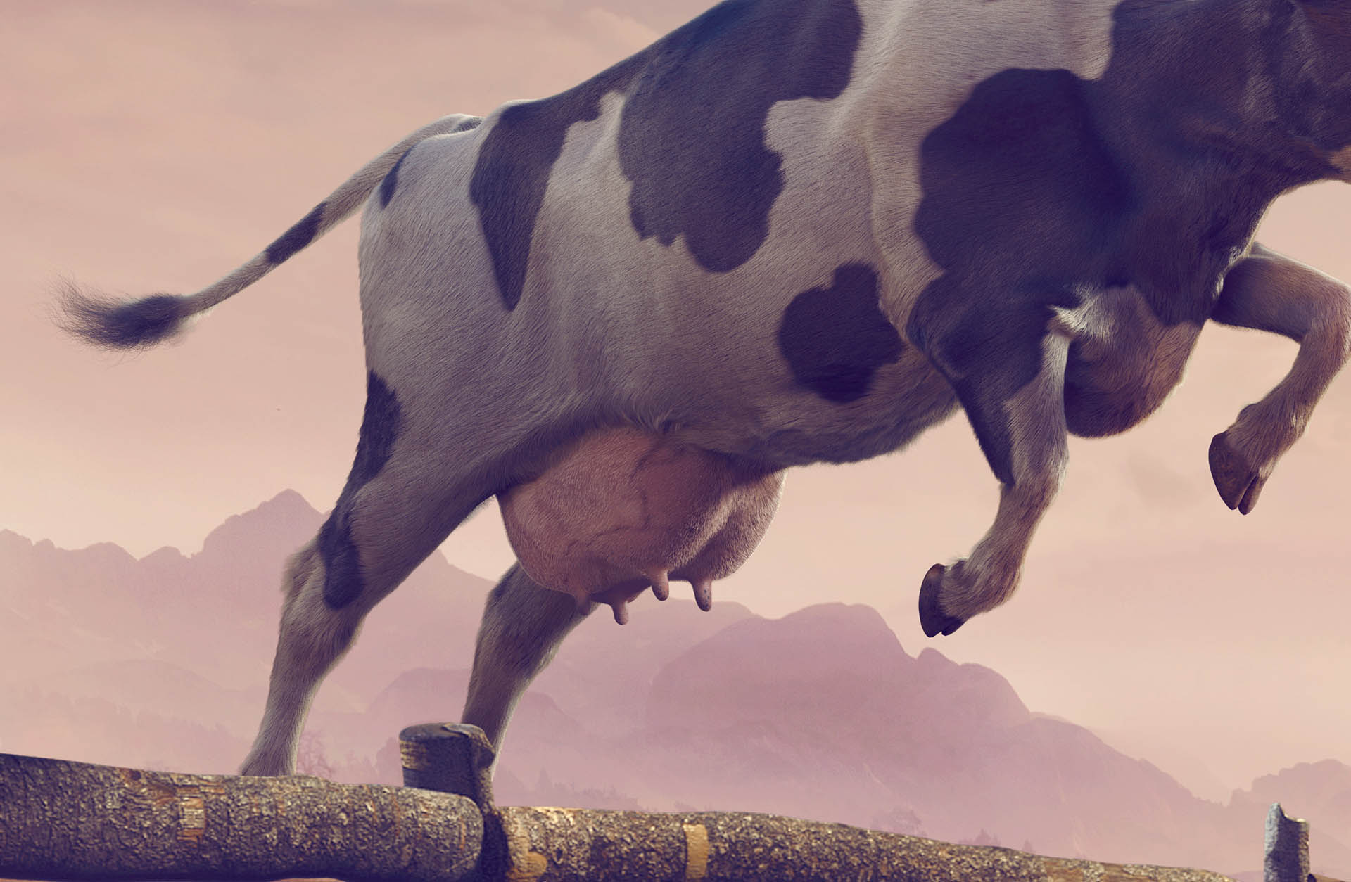 B612Studio_cow_03