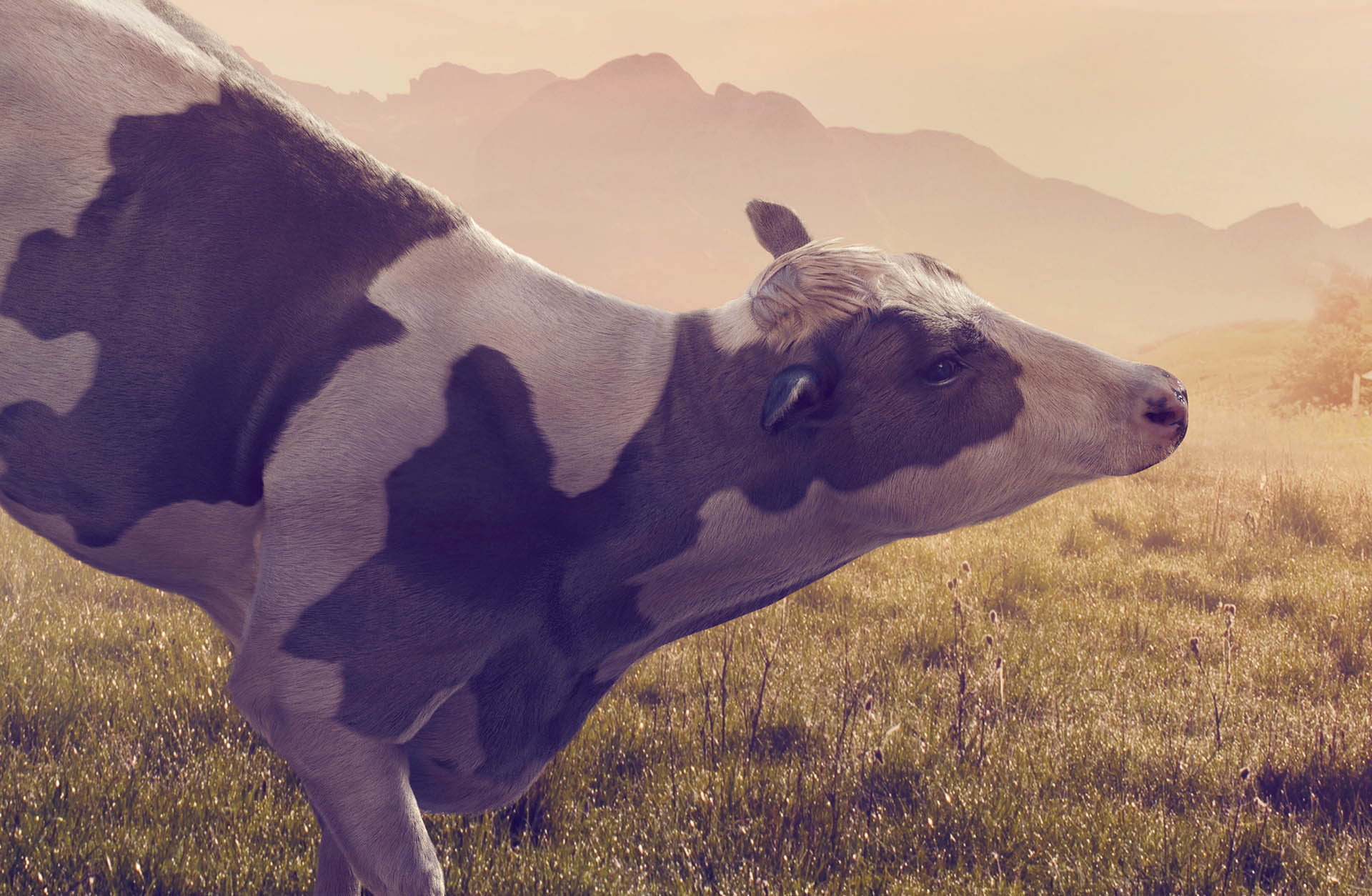 B612Studio_cow_05
