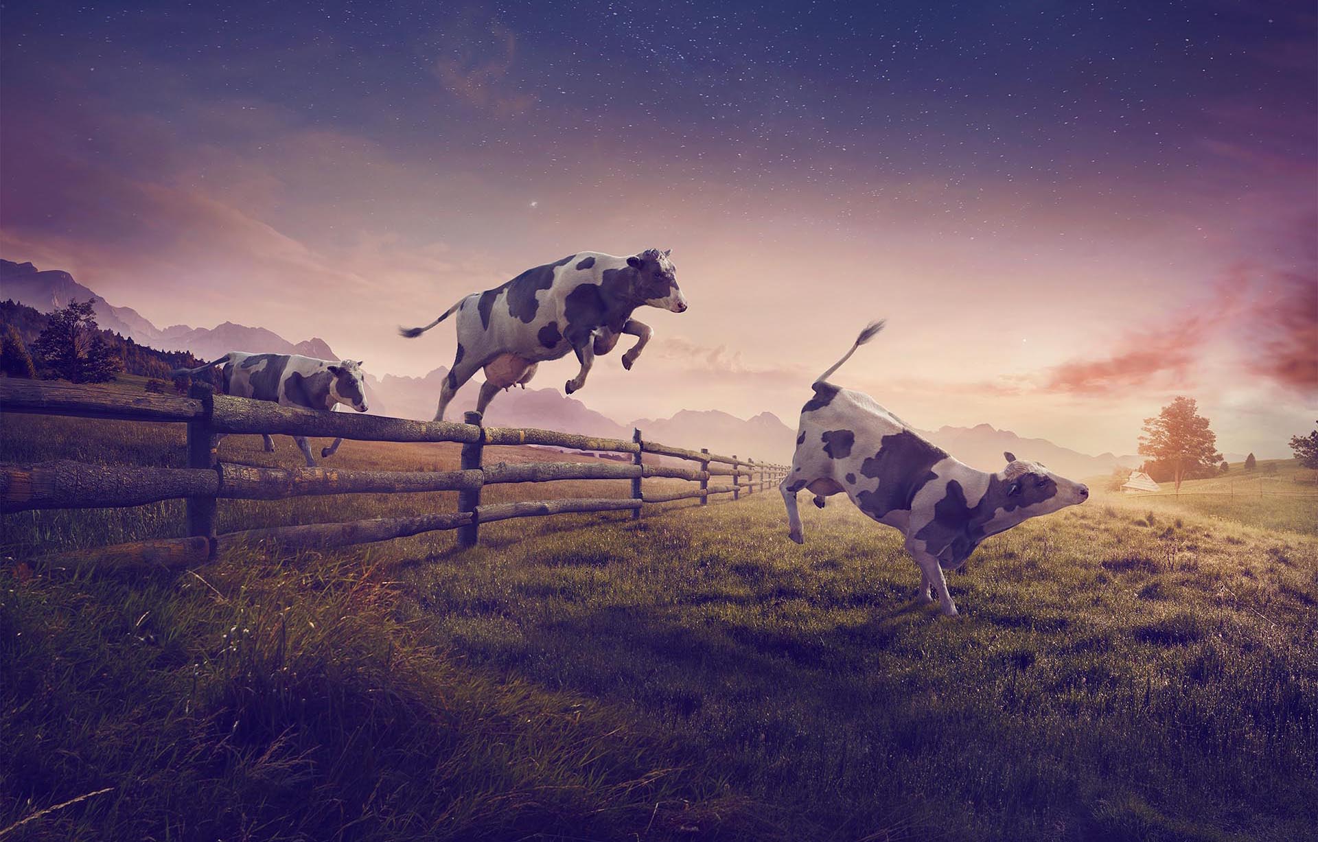 Cargill – Cow