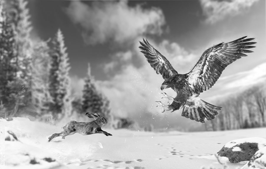 White-tailed eagle