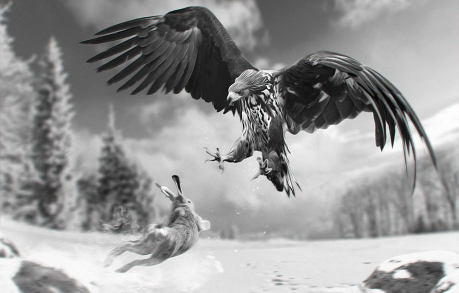White-tailed eagle