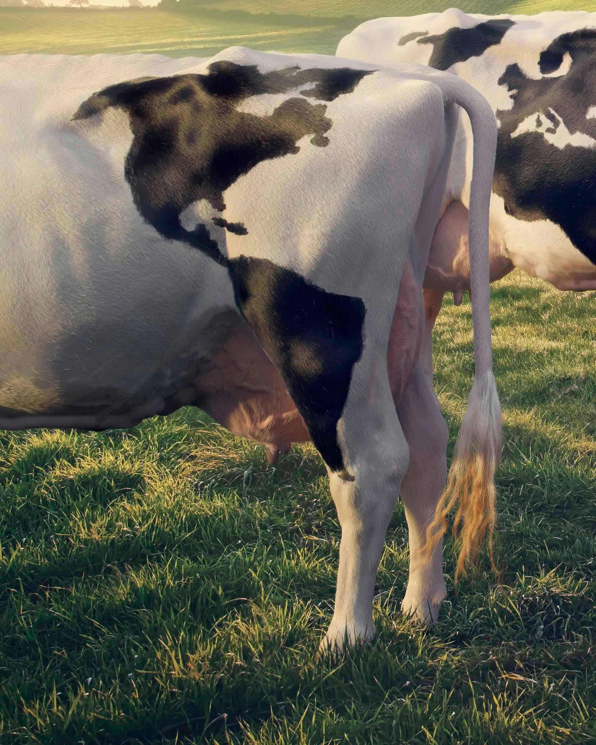 purina-mappamondo-2