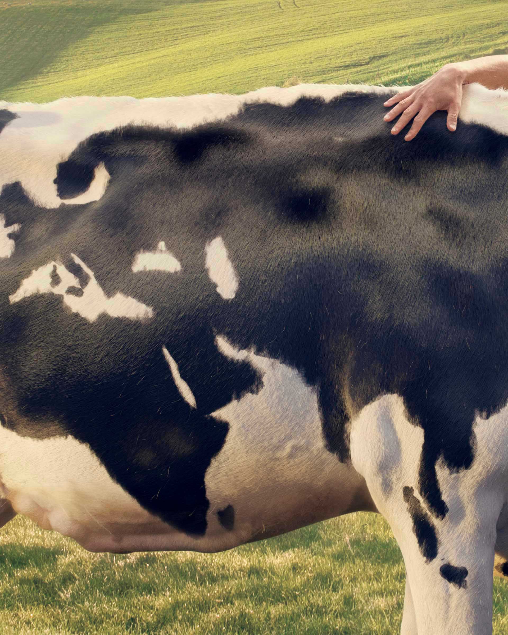 purina-mappamondo-4